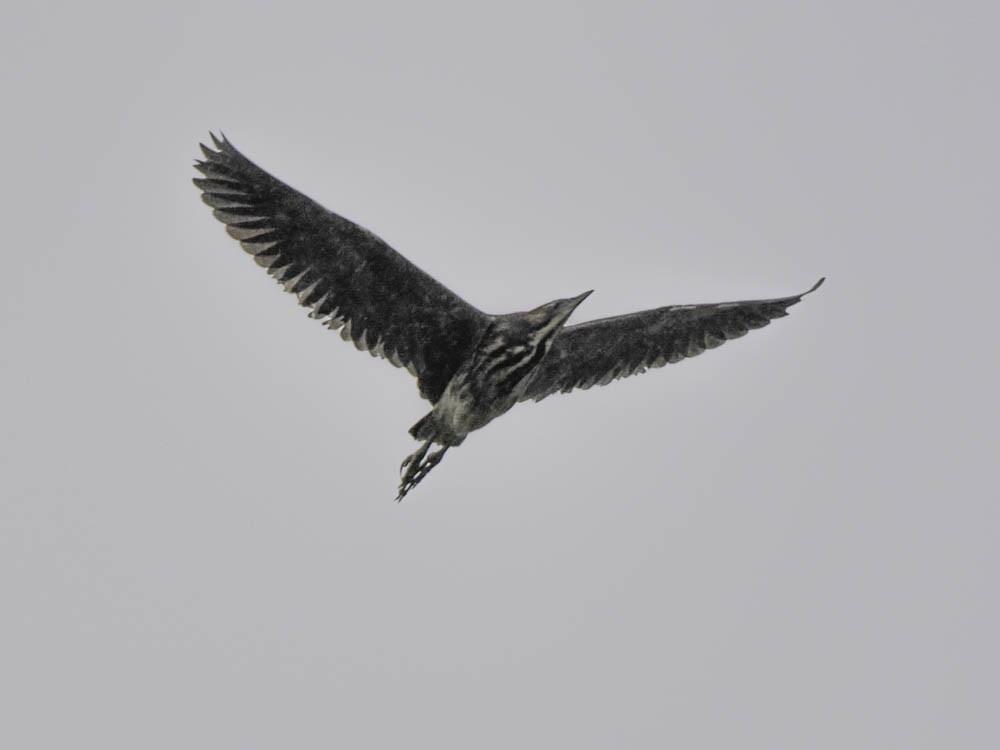 קורמורן גדול (אוסטרלי) - ML645453132