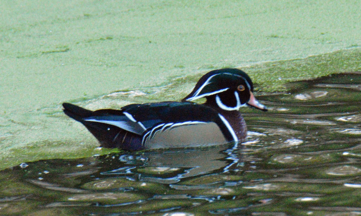 מנדרין אמריקני - ML645453133