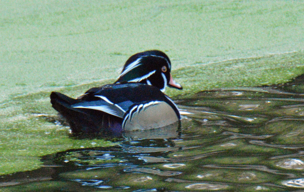 מנדרין אמריקני - ML645453134