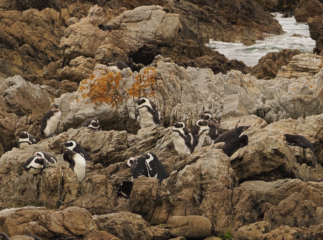 פינגווין אפריקני - ML645453137