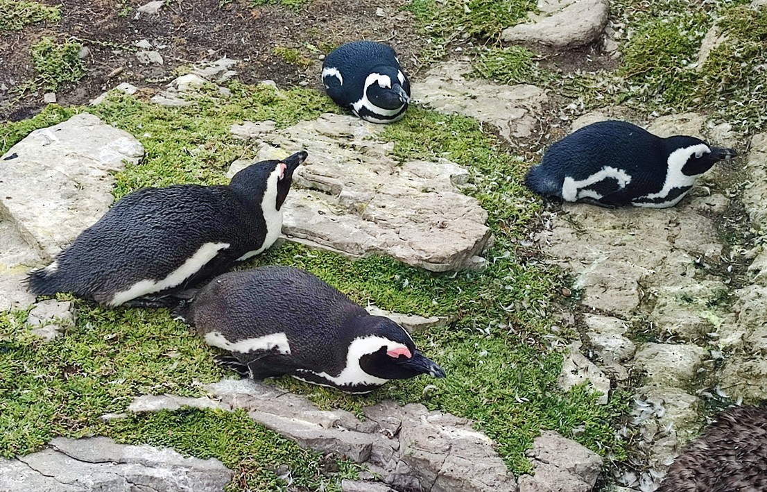 פינגווין אפריקני - ML645453138