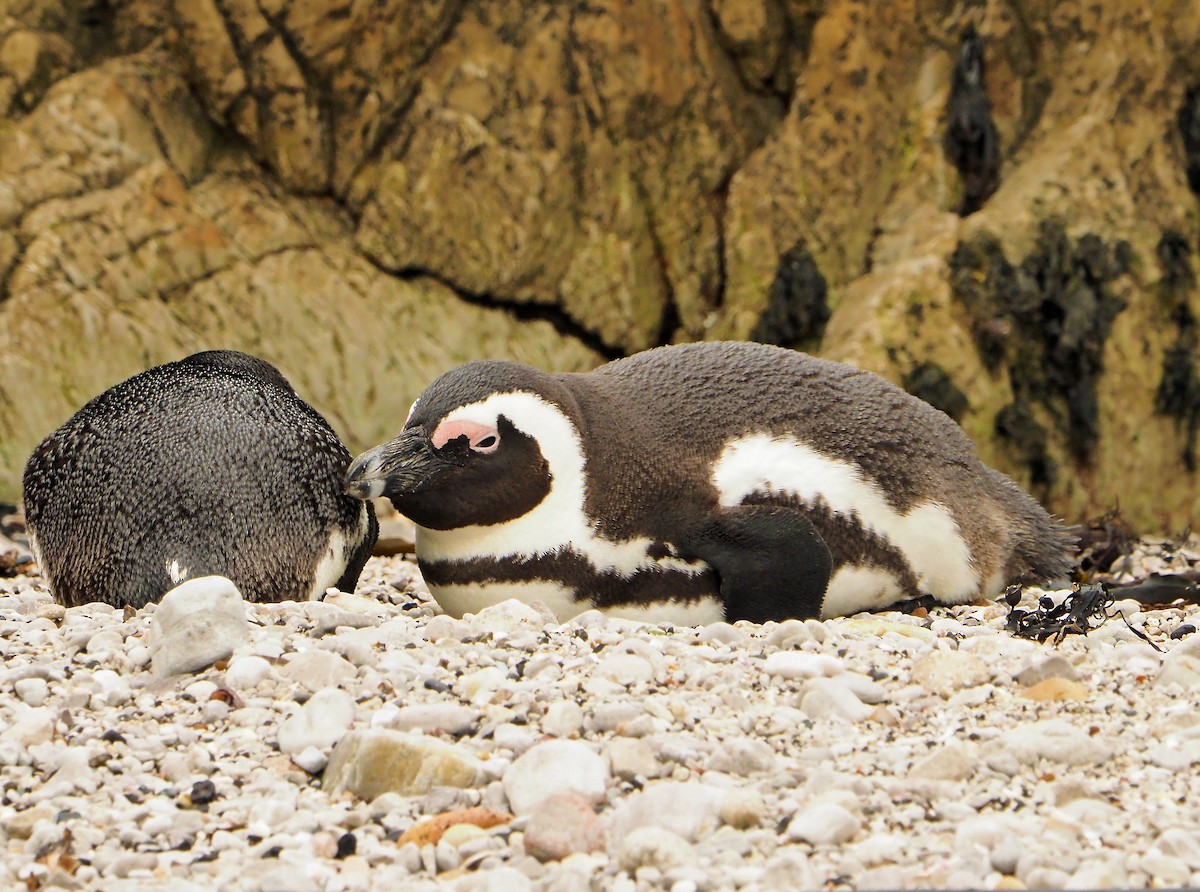 פינגווין אפריקני - ML645453139