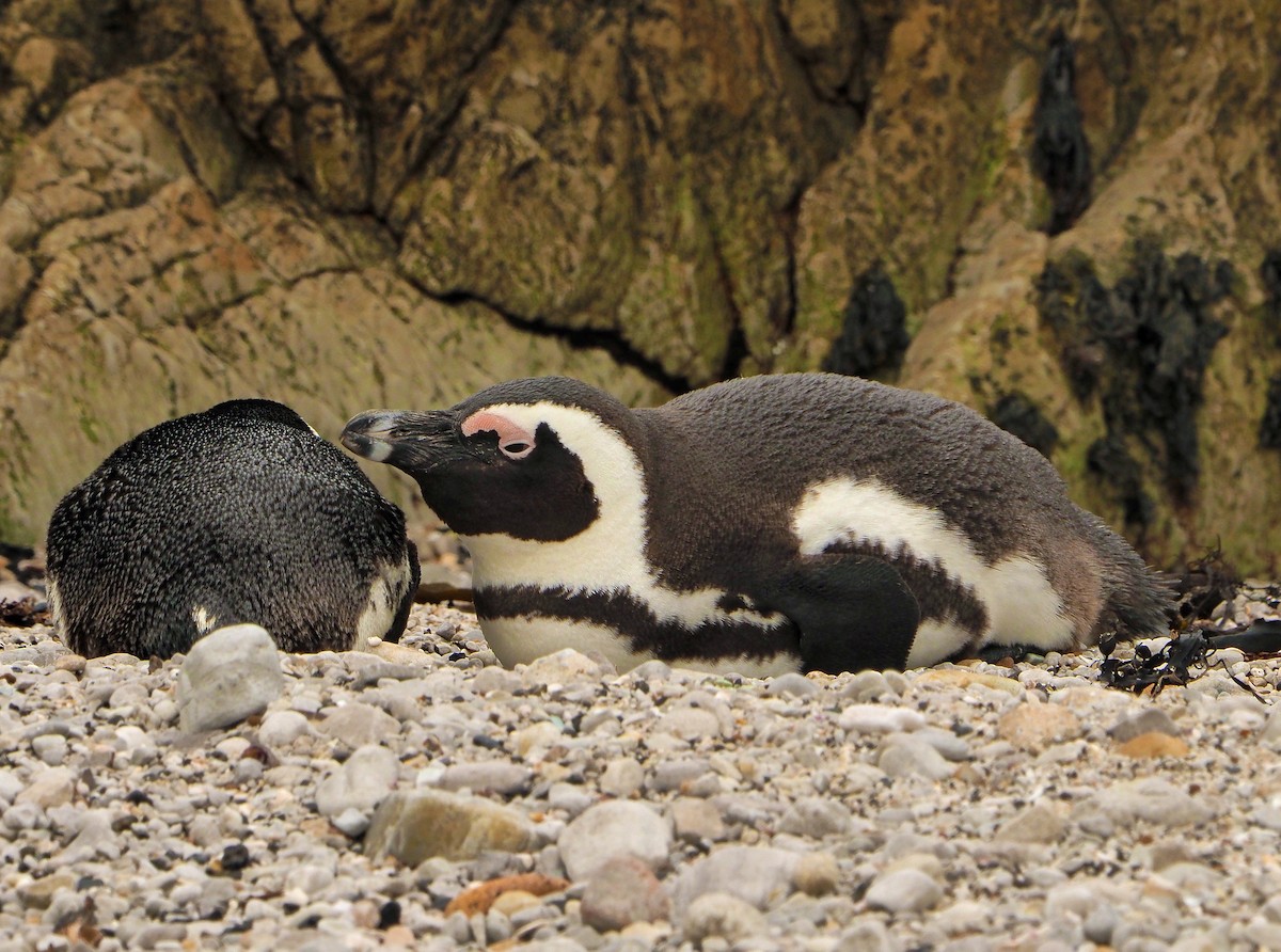 פינגווין אפריקני - ML645453140