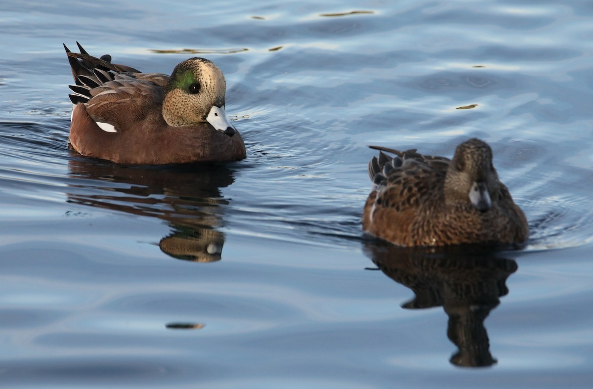 American Wigeon - ML645453142