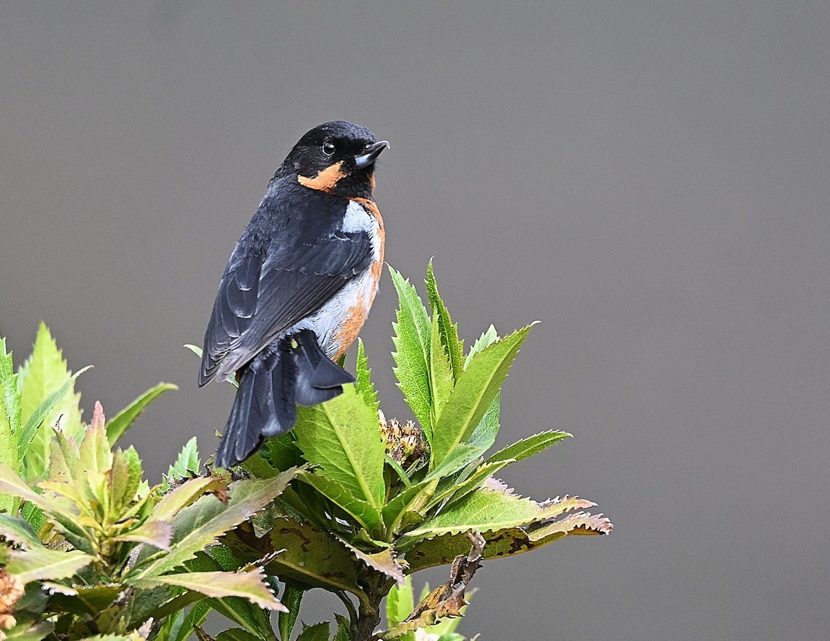 Black-throated Flowerpiercer - ML645453143