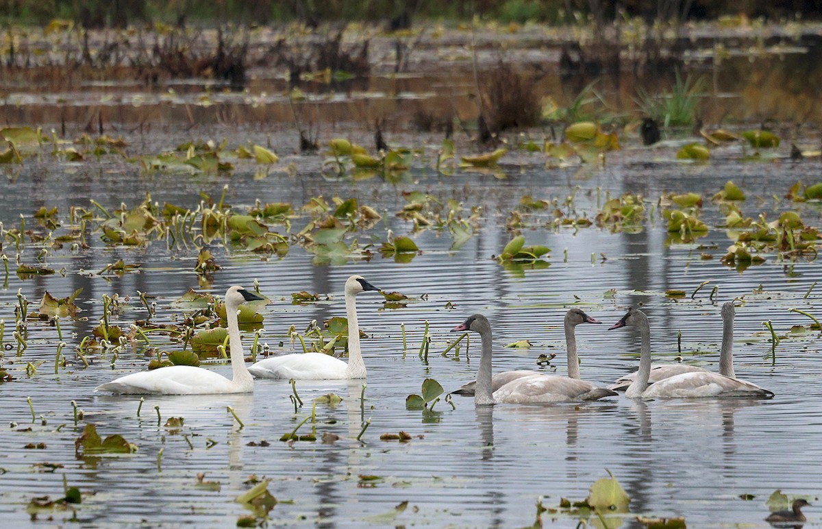 ברבור אמריקני - ML645453144