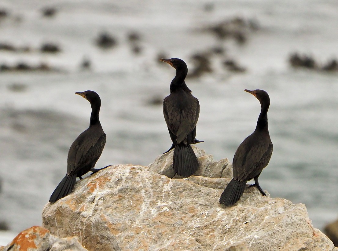 Bank Cormorant - ML645453145