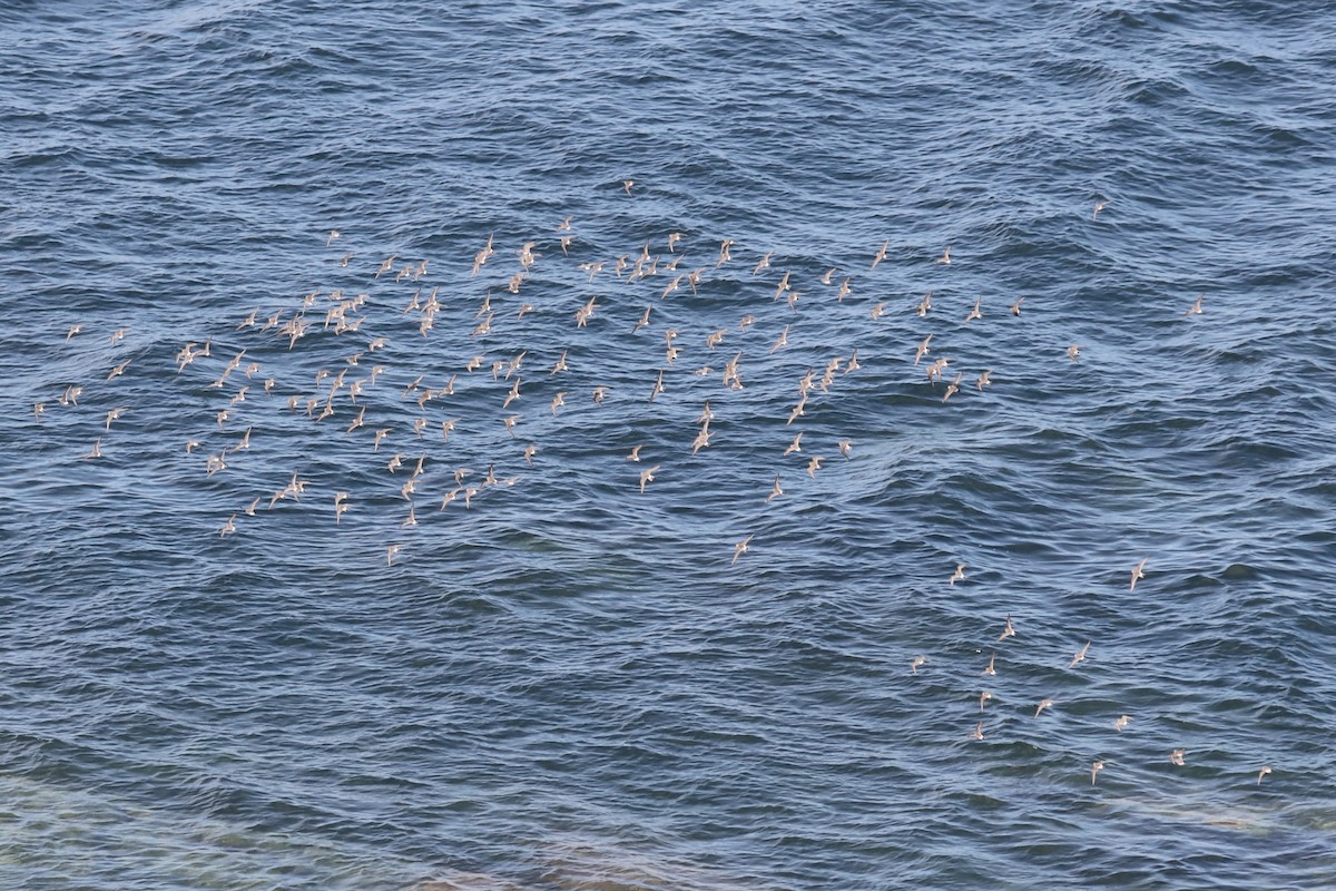 コシジロウズラシギ - ML645453157