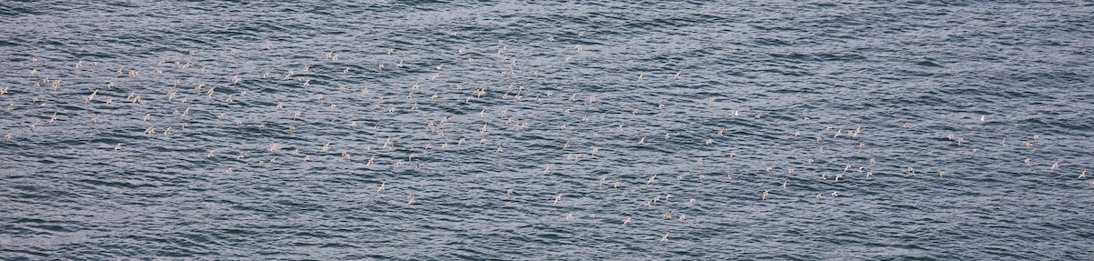 コシジロウズラシギ - ML645453158