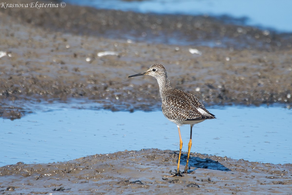 Lesser Yellowlegs - ML645453163