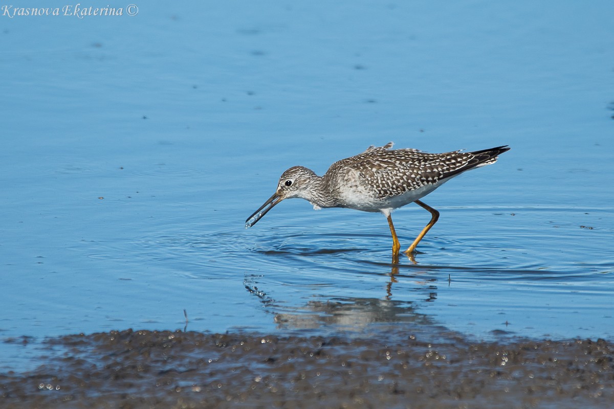 Lesser Yellowlegs - ML645453164