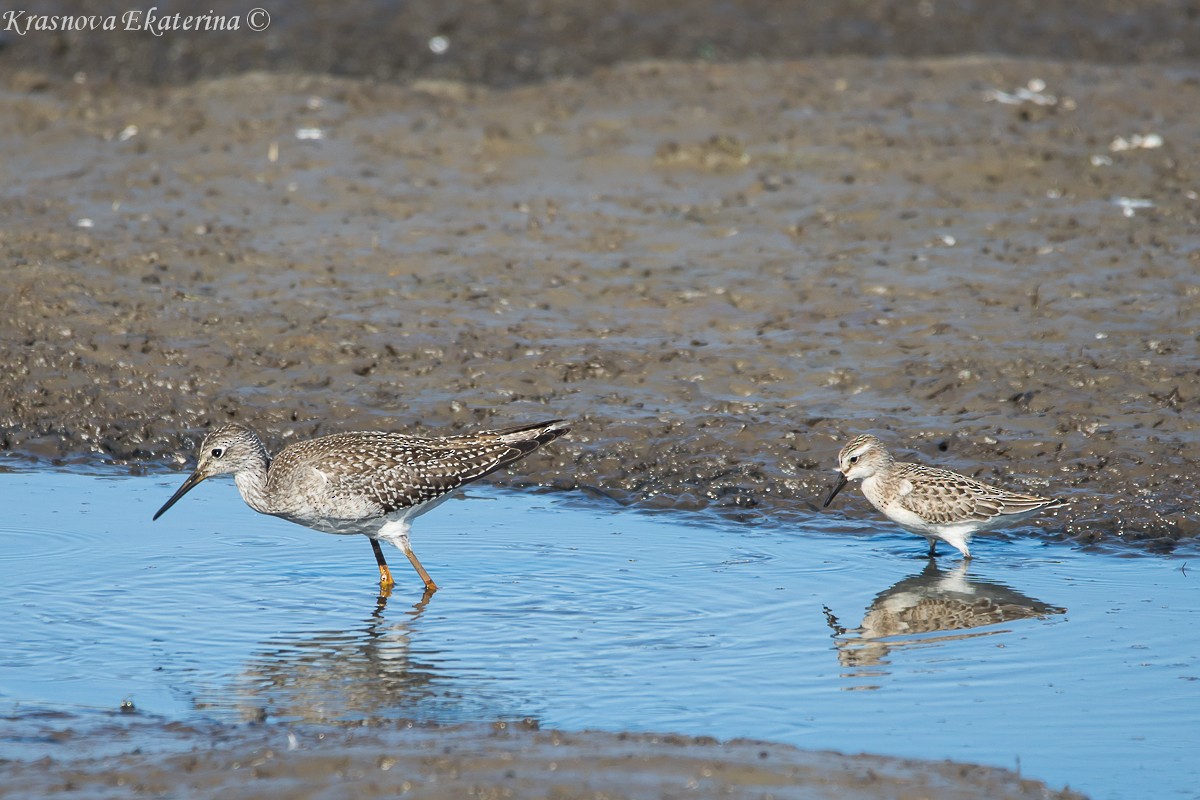 Lesser Yellowlegs - ML645453165