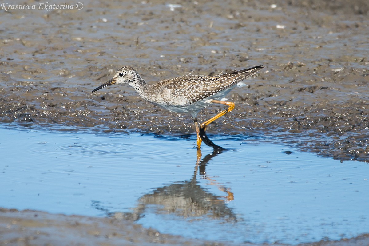 Lesser Yellowlegs - ML645453166