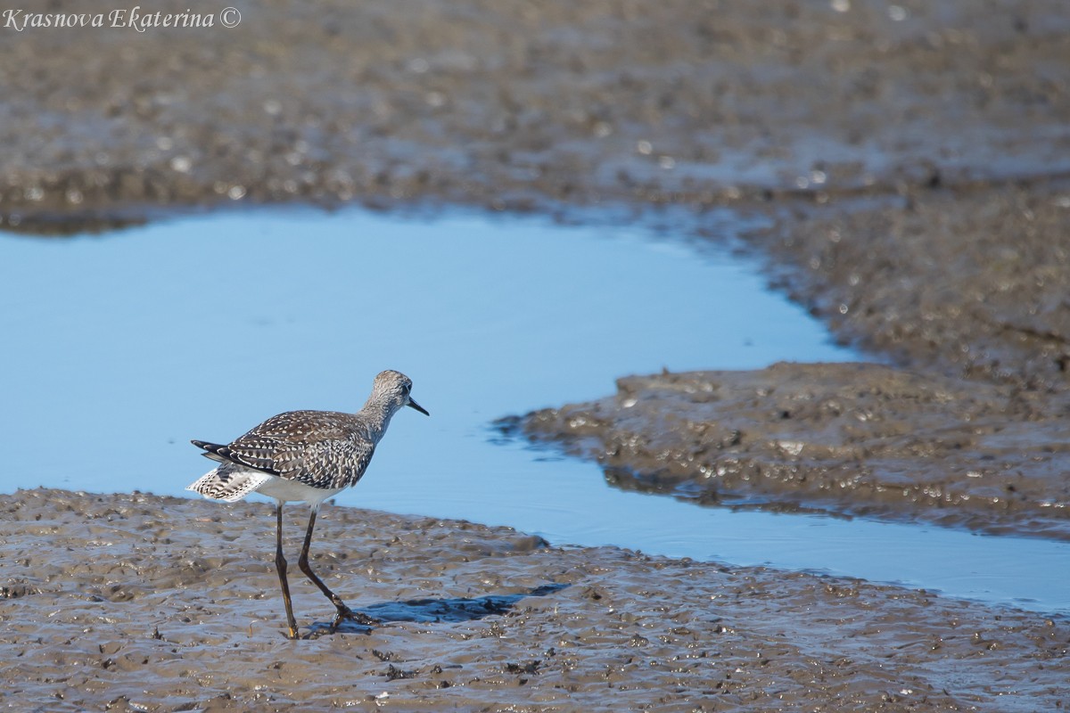 Lesser Yellowlegs - ML645453167