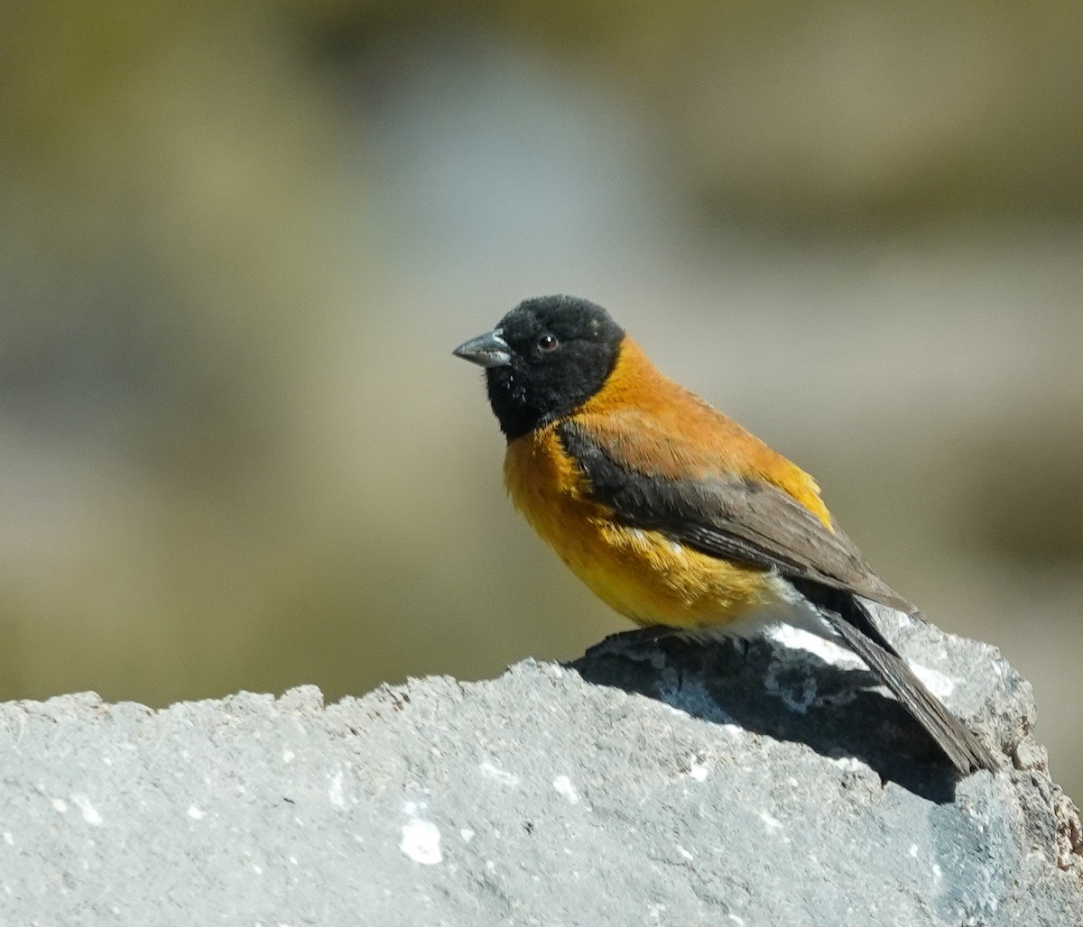 Black-hooded Sierra Finch - ML645453186
