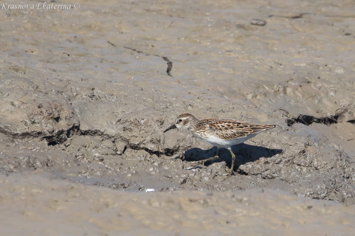Least Sandpiper - ML645453187