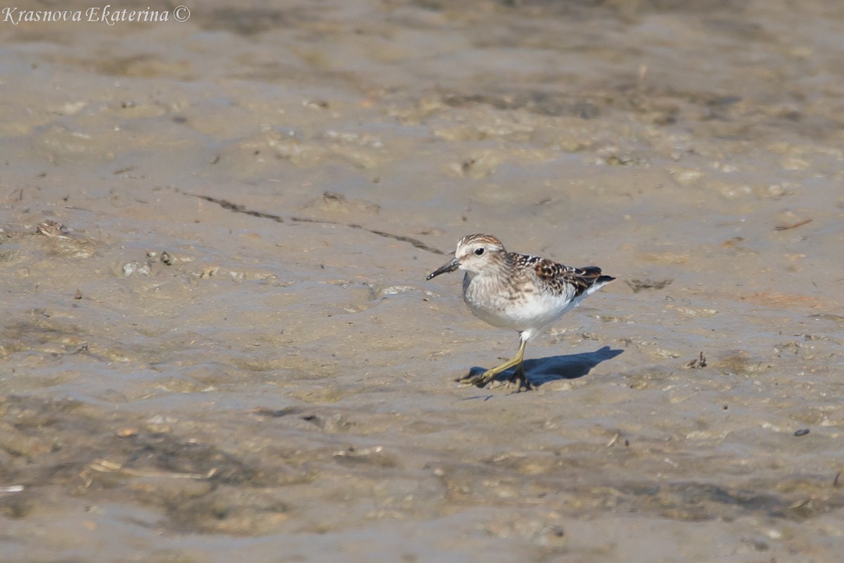 Least Sandpiper - ML645453188