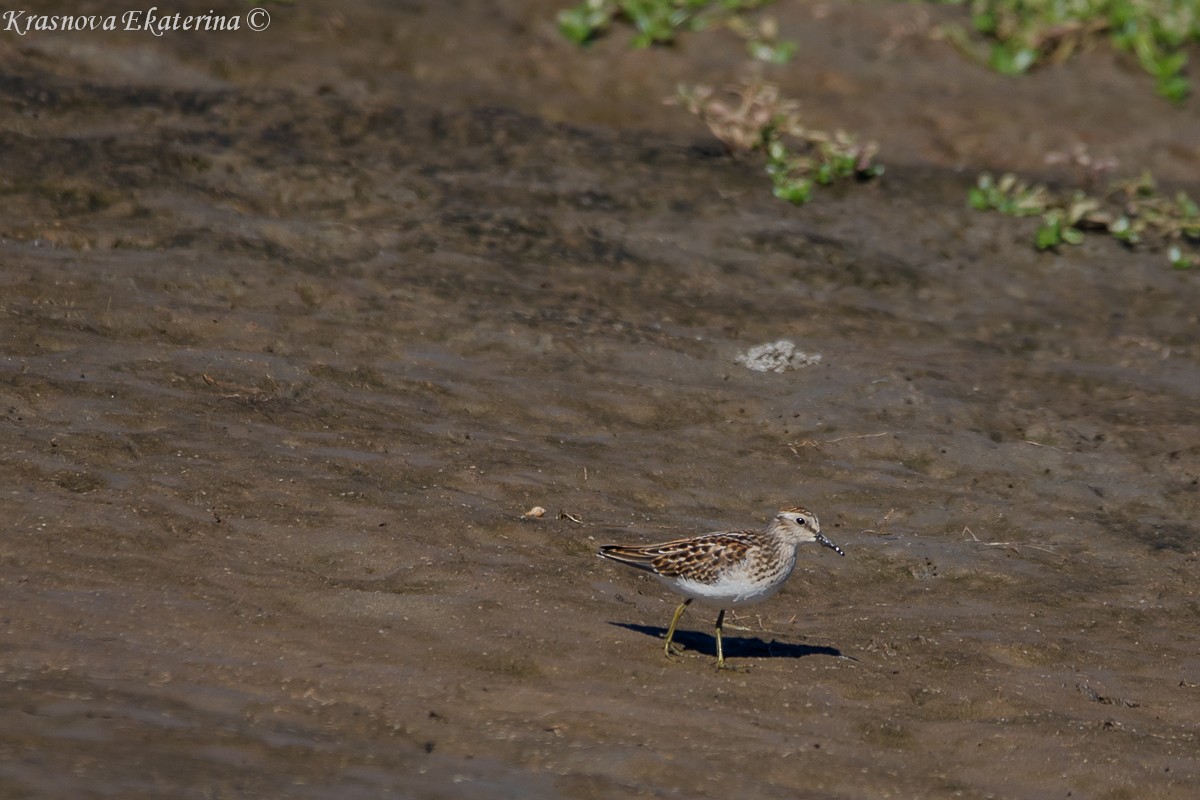 Least Sandpiper - ML645453189