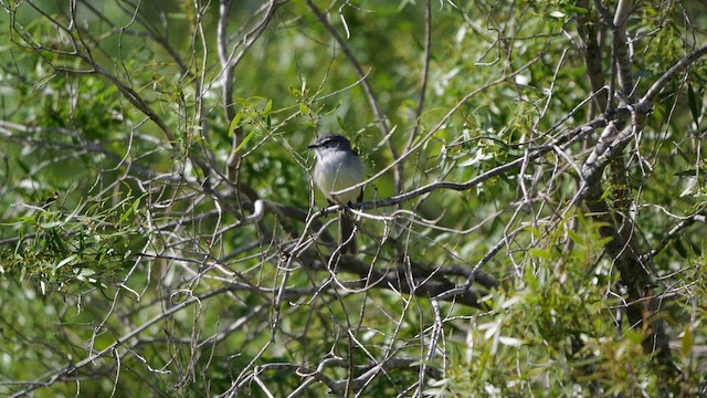 Тираник сіроголовий - ML645453203