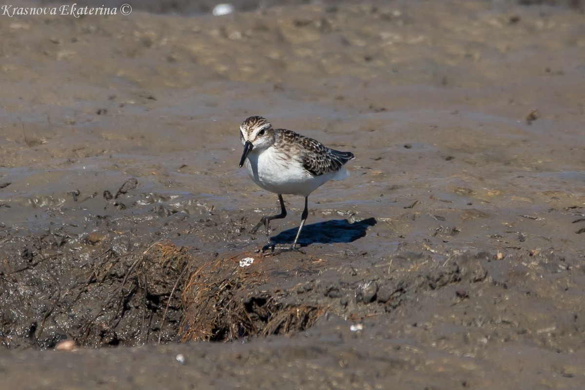 Semipalmated Sandpiper - ML645453210
