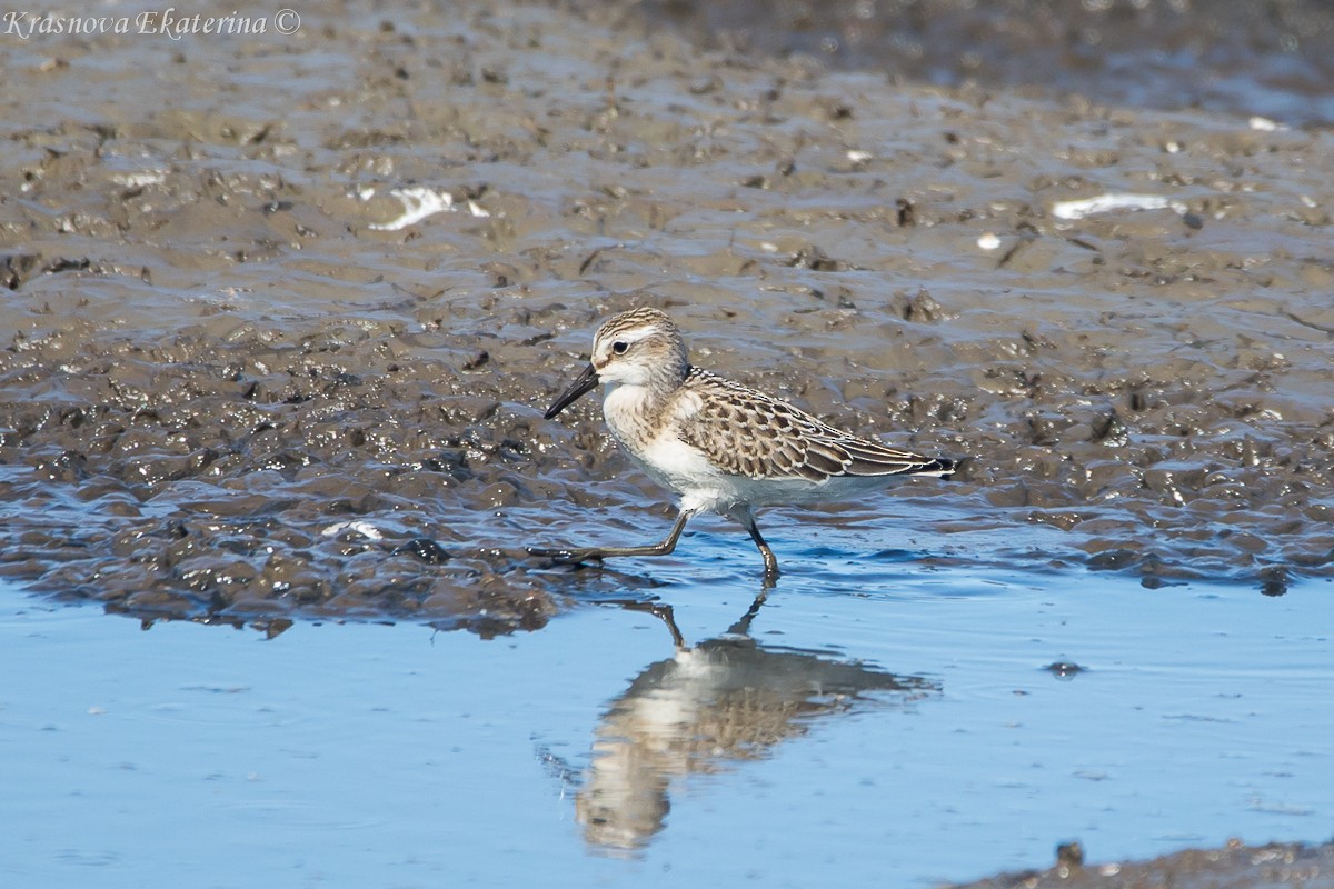 Semipalmated Sandpiper - ML645453211