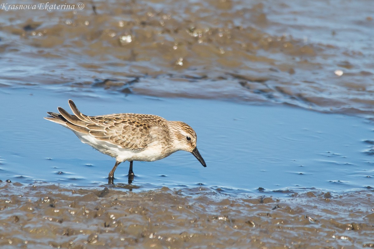Semipalmated Sandpiper - ML645453213