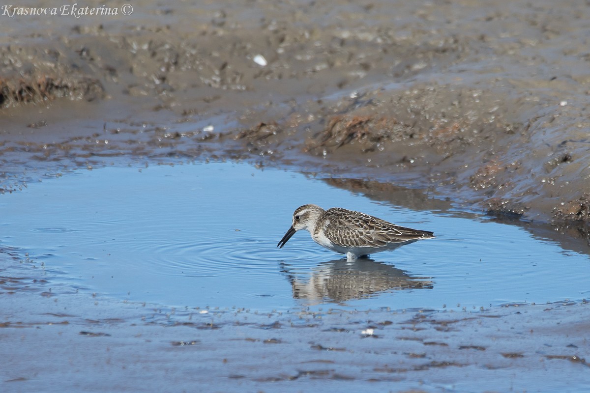 Semipalmated Sandpiper - ML645453214
