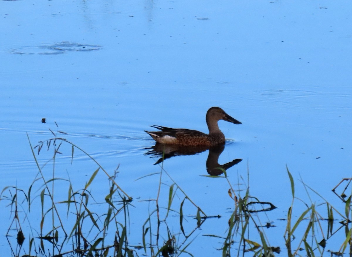 Northern Shoveler - ML645453221