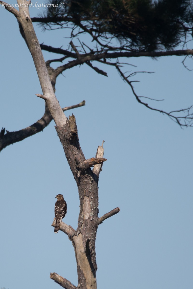 Sharp-shinned/Cooper's Hawk - ML645453226