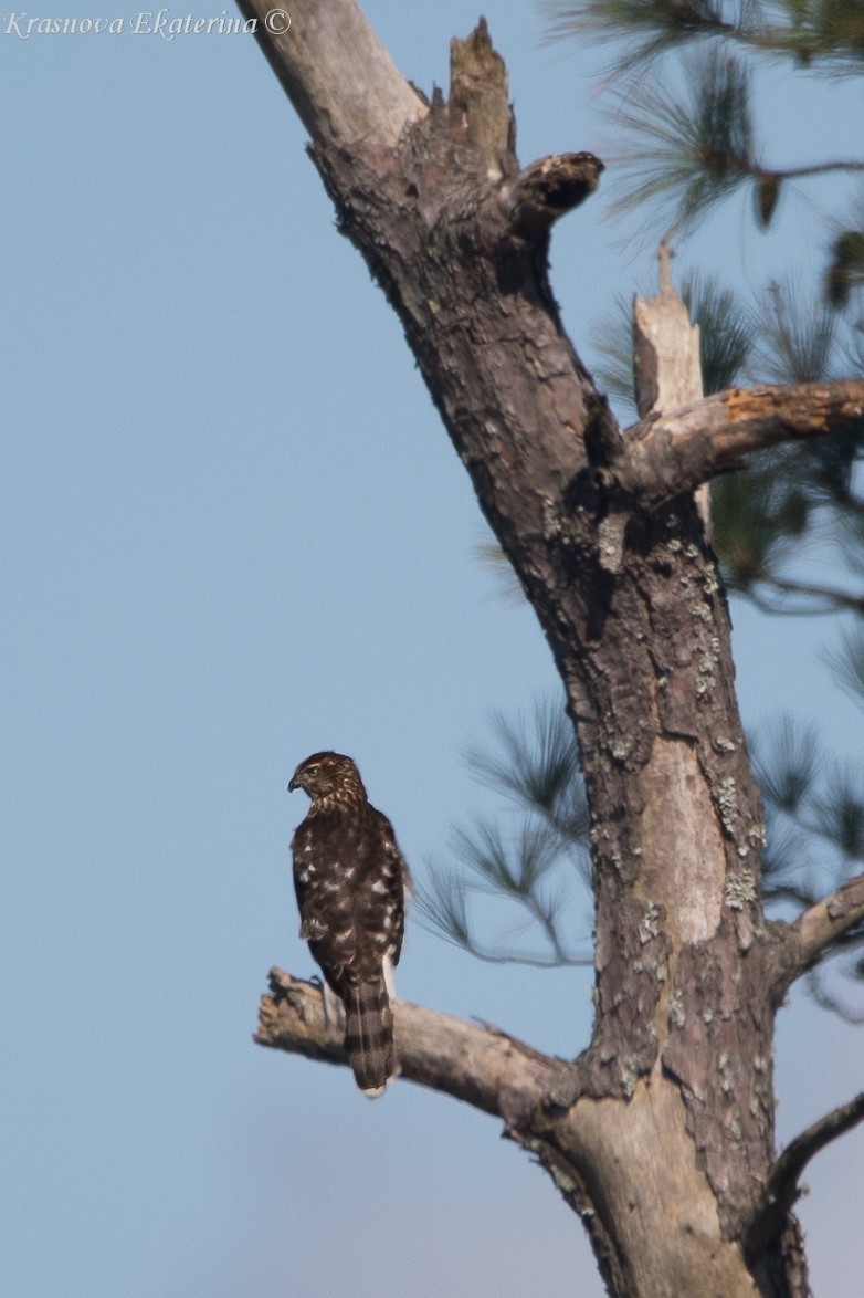 Sharp-shinned/Cooper's Hawk - ML645453227