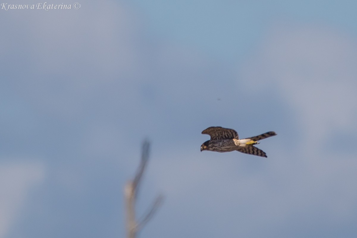 Sharp-shinned/Cooper's Hawk - ML645453228