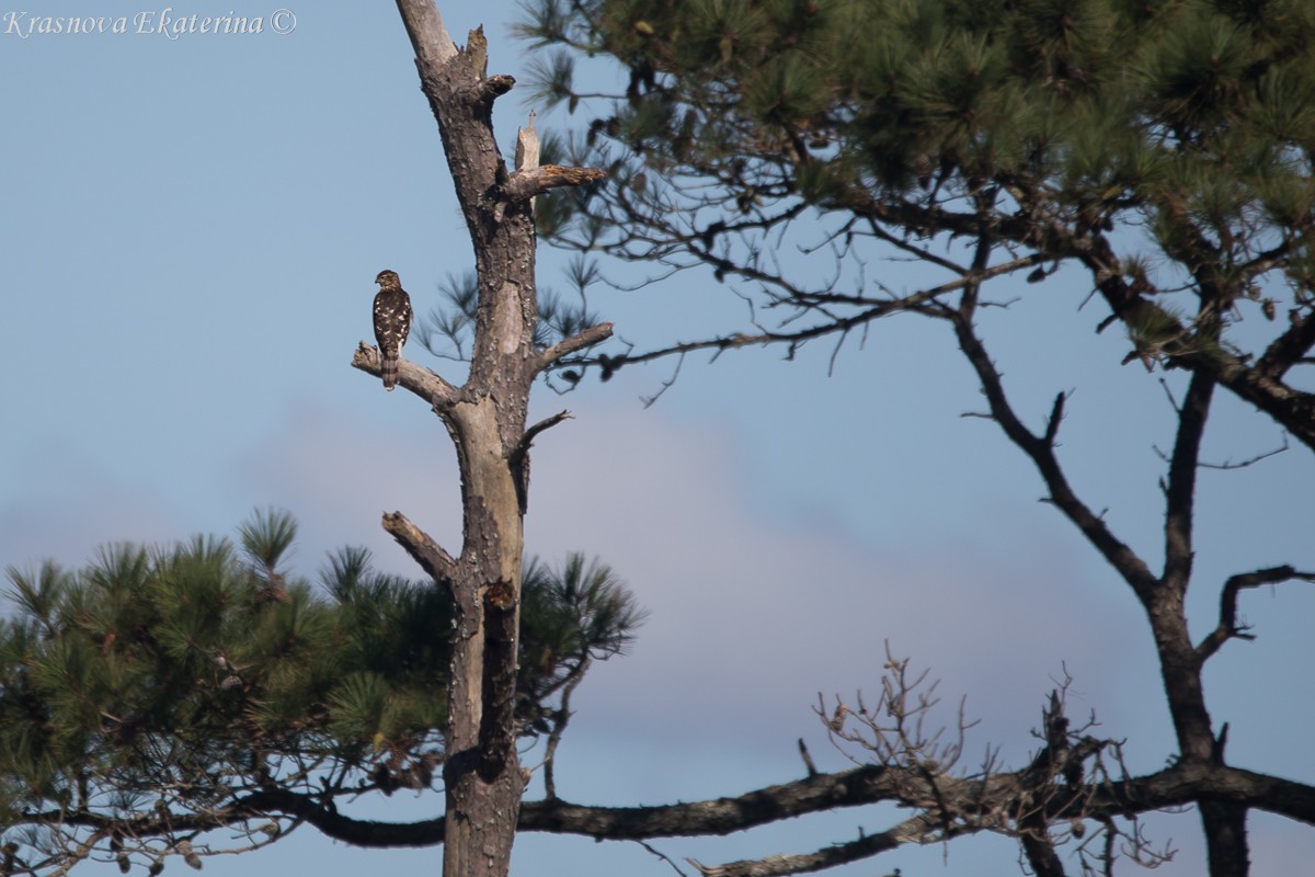 Sharp-shinned/Cooper's Hawk - ML645453229