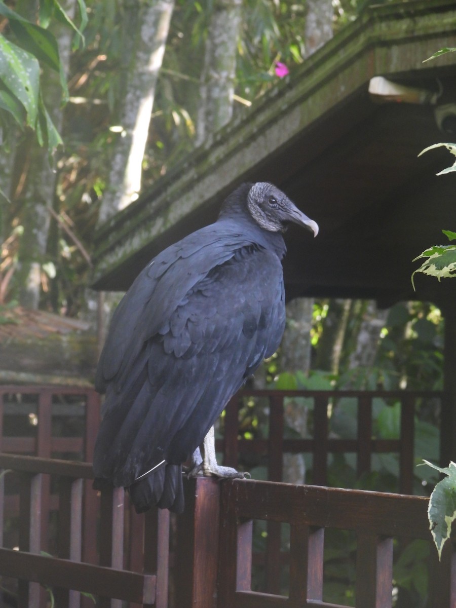 Black Vulture - ML645453230