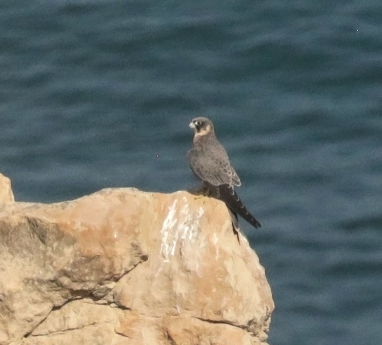 Sooty Falcon - ML645453234