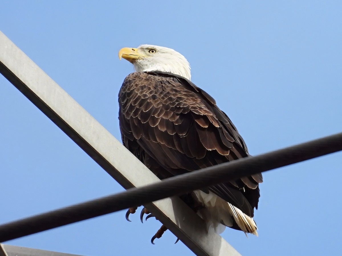 Bald Eagle - ML645453238