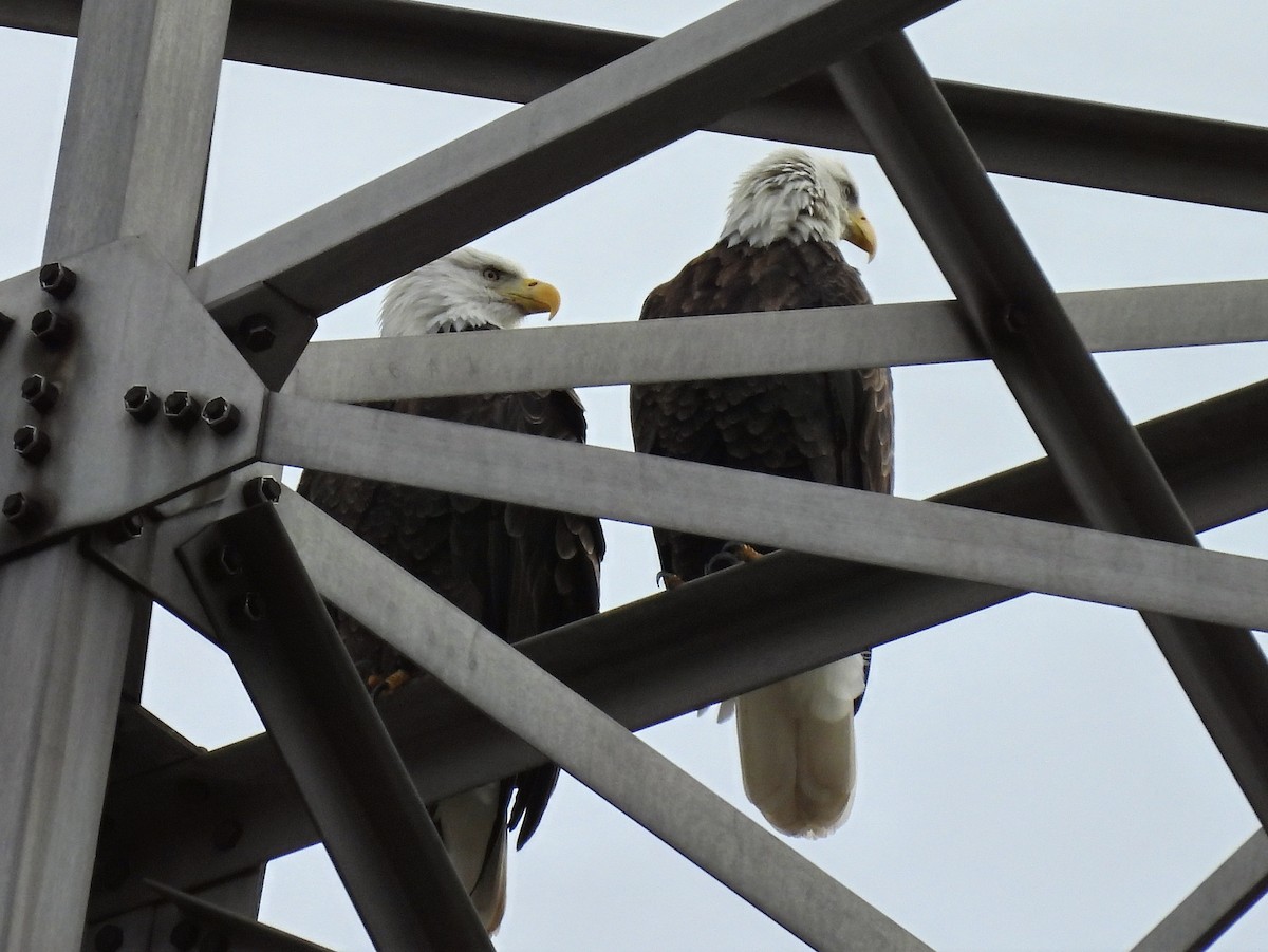 Bald Eagle - ML645453240
