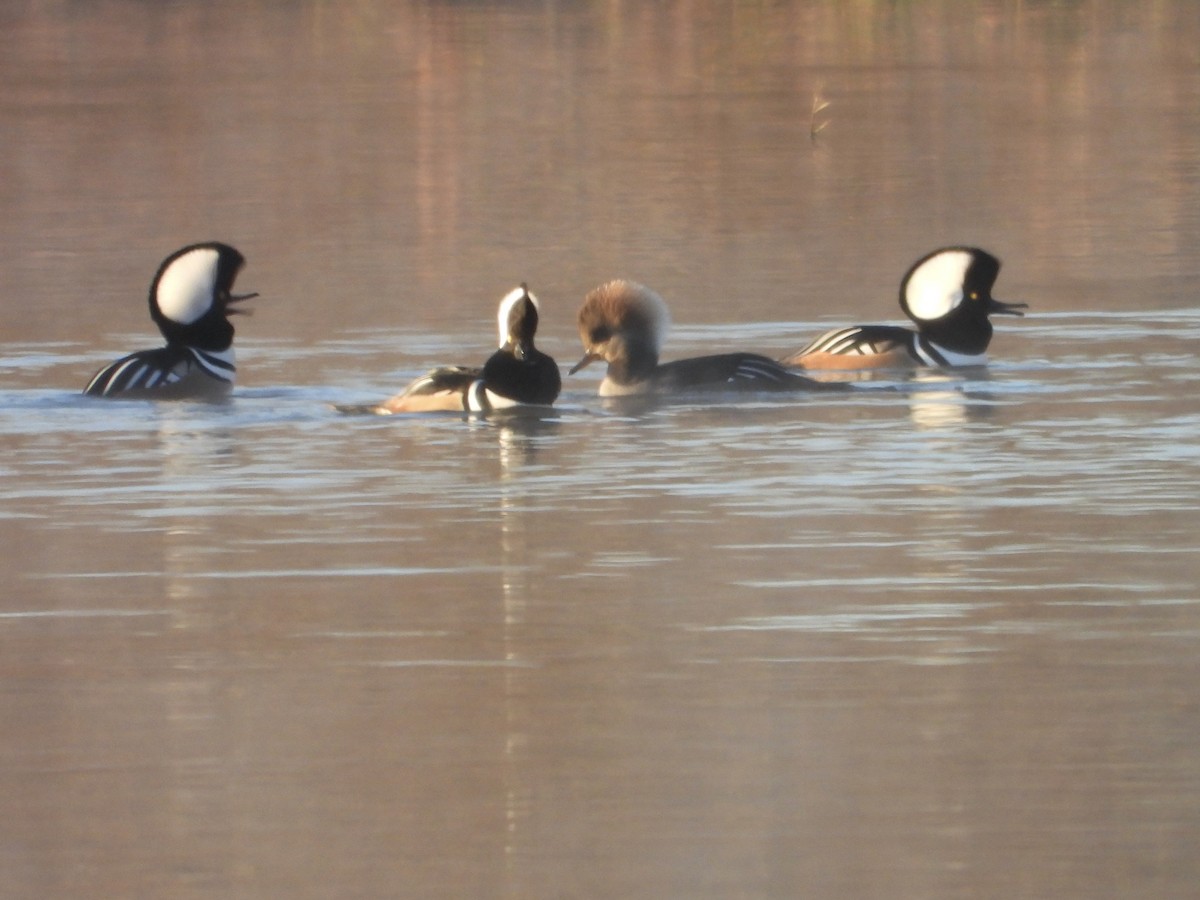 Hooded Merganser - ML645453244