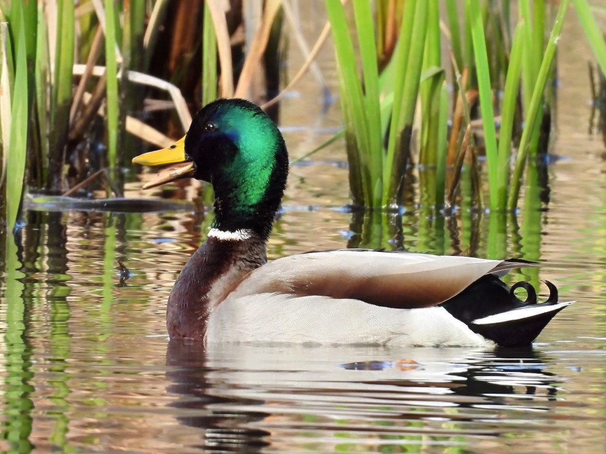 Mallard - ML645453245