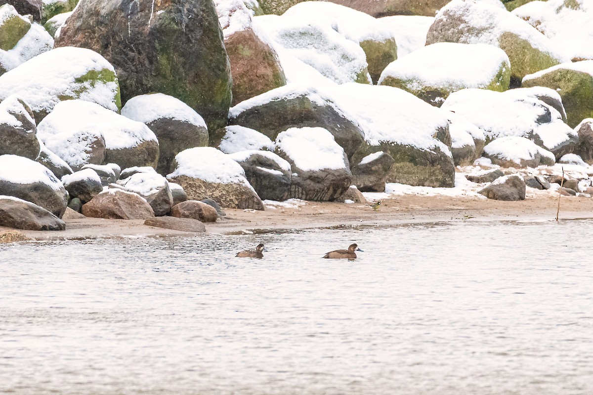 Bergente - ML645453246