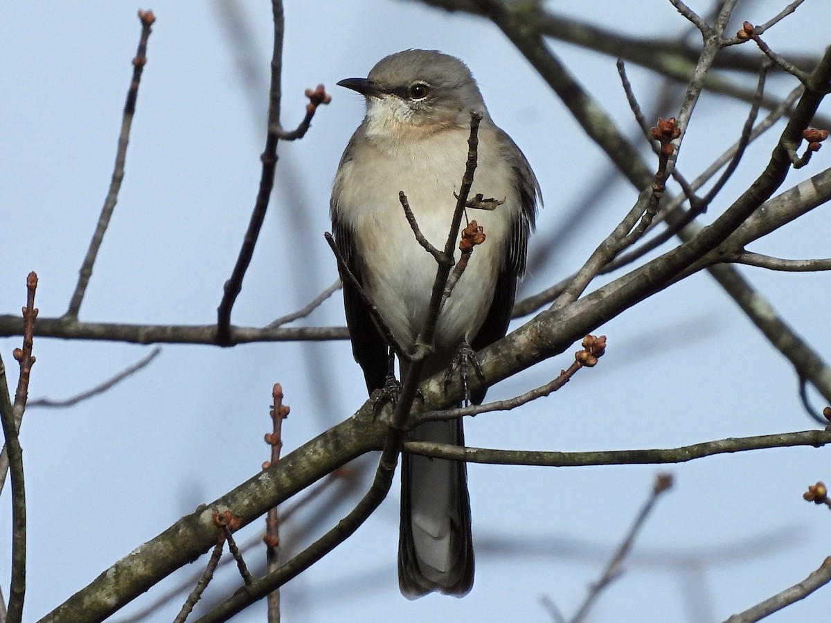 Northern Mockingbird - ML645453251