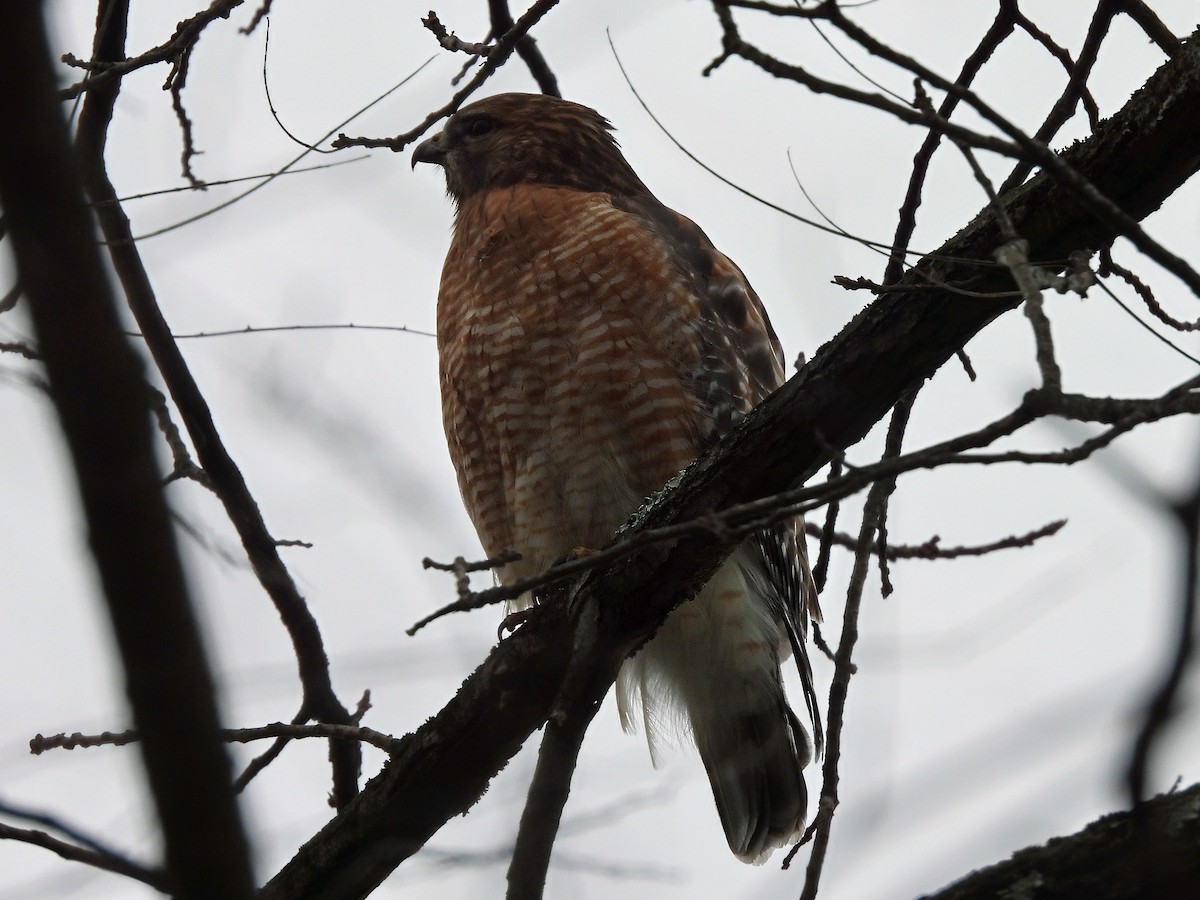 Red-shouldered Hawk - ML645453256