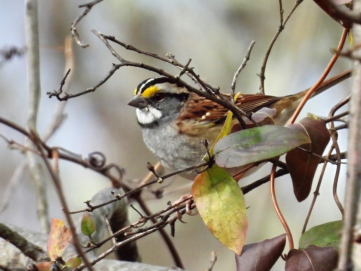 White-throated Sparrow - ML645453257
