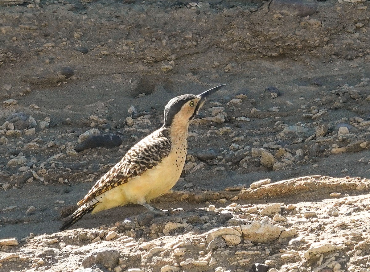 Andean Flicker - ML645453259