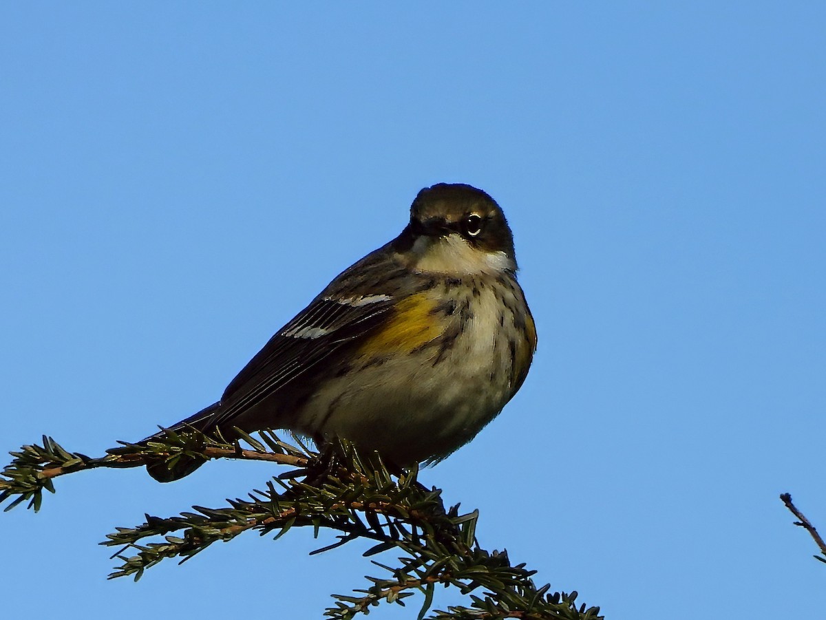 Yellow-rumped Warbler - ML645453260