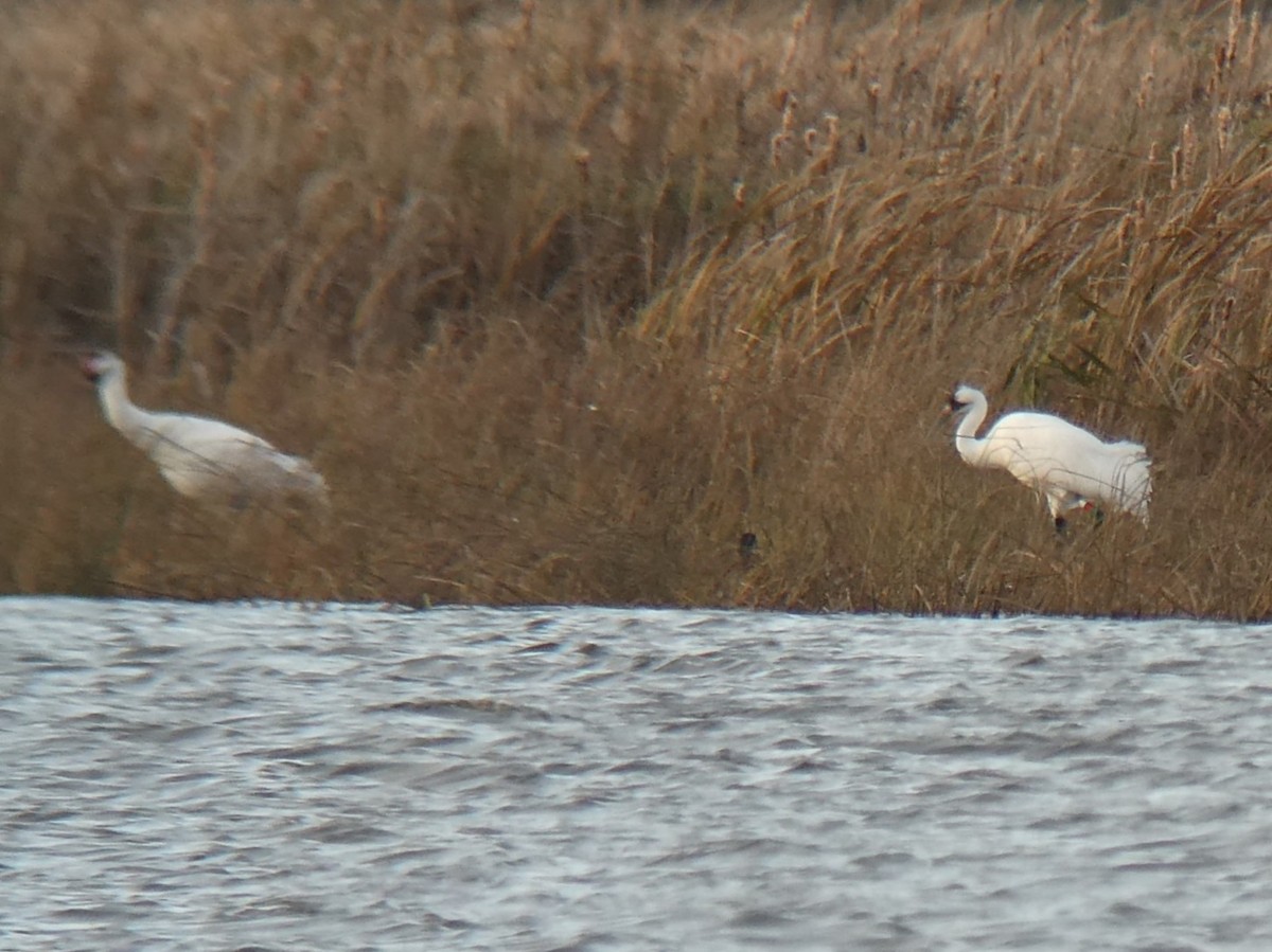 trompettrane - ML645453268