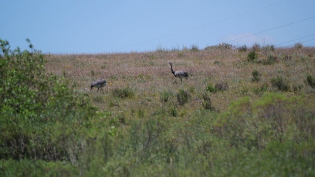 Нанду великий - ML645453269