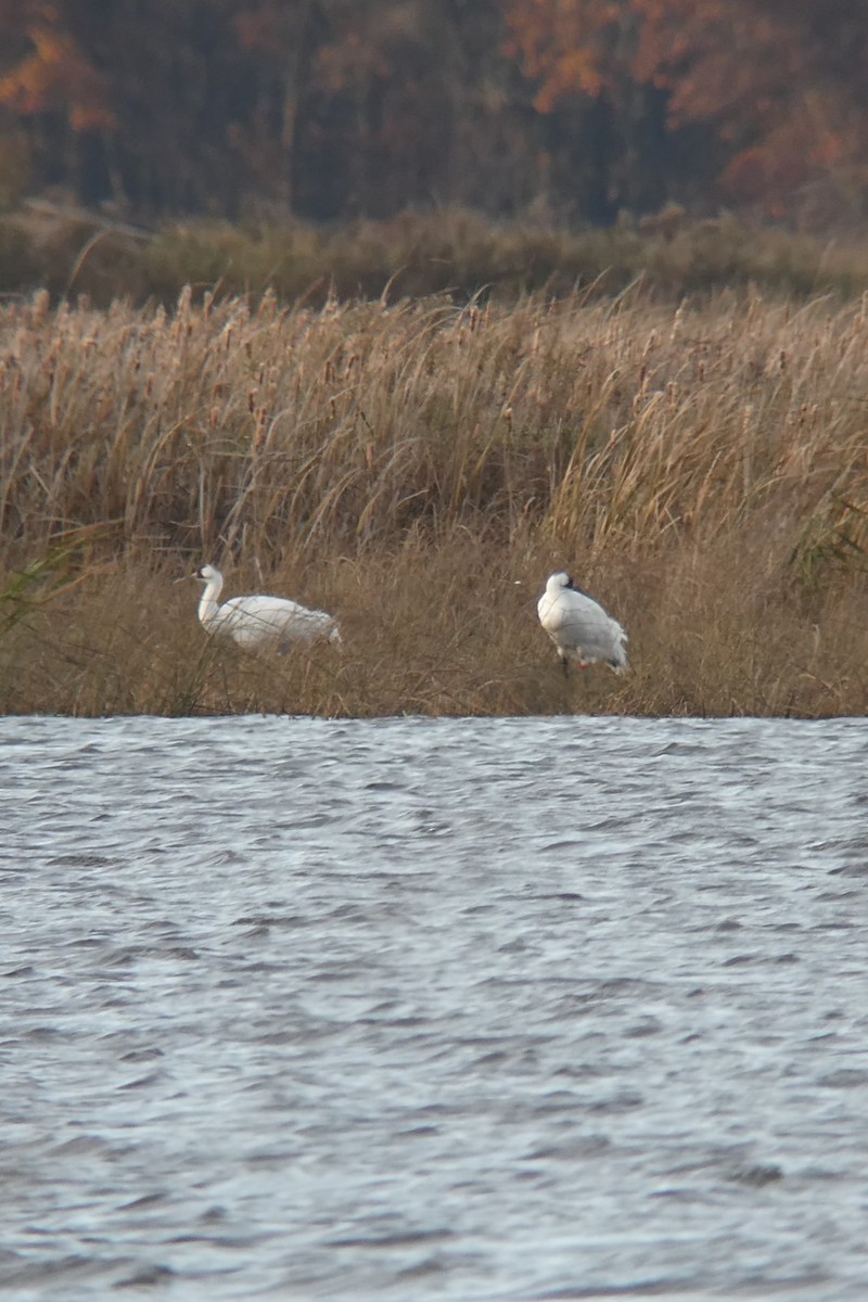 trompettrane - ML645453272