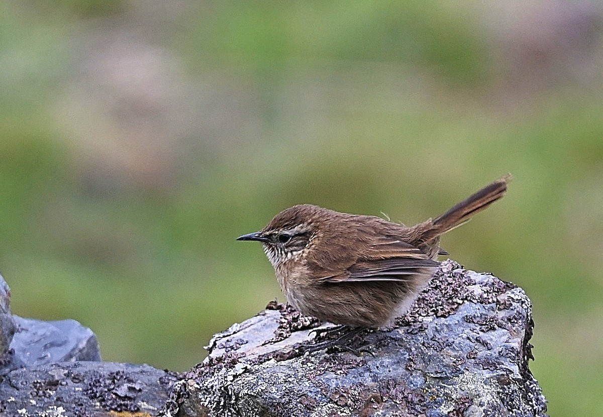 Synallaxe terrestre - ML645453280