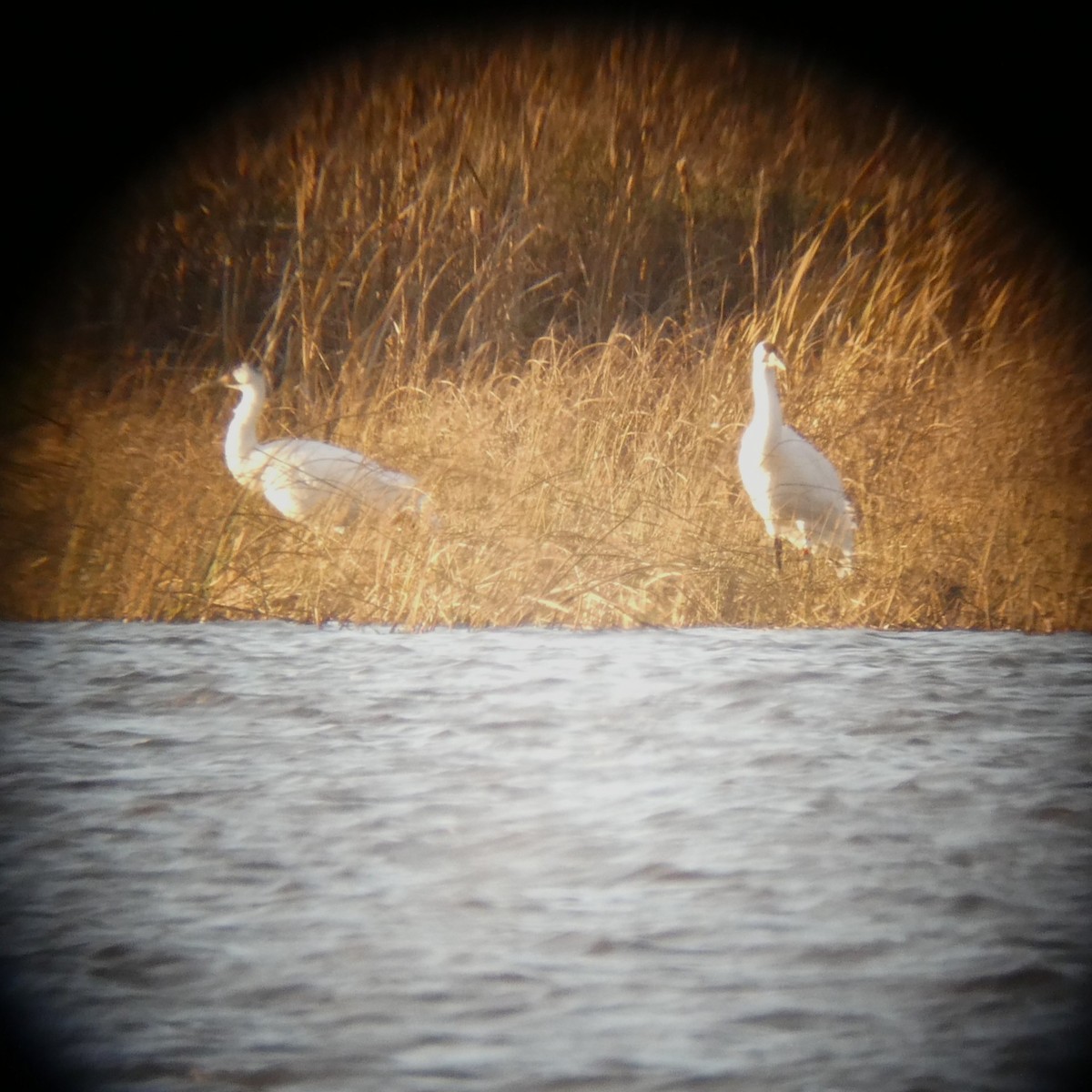 trompettrane - ML645453282