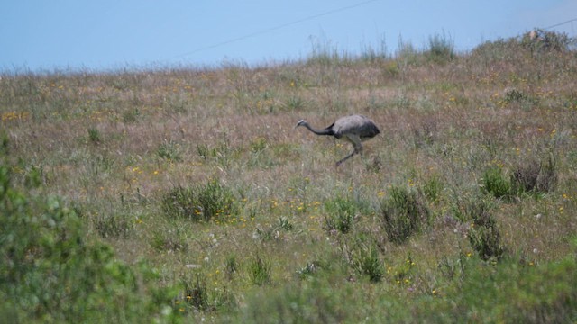Нанду великий - ML645453283